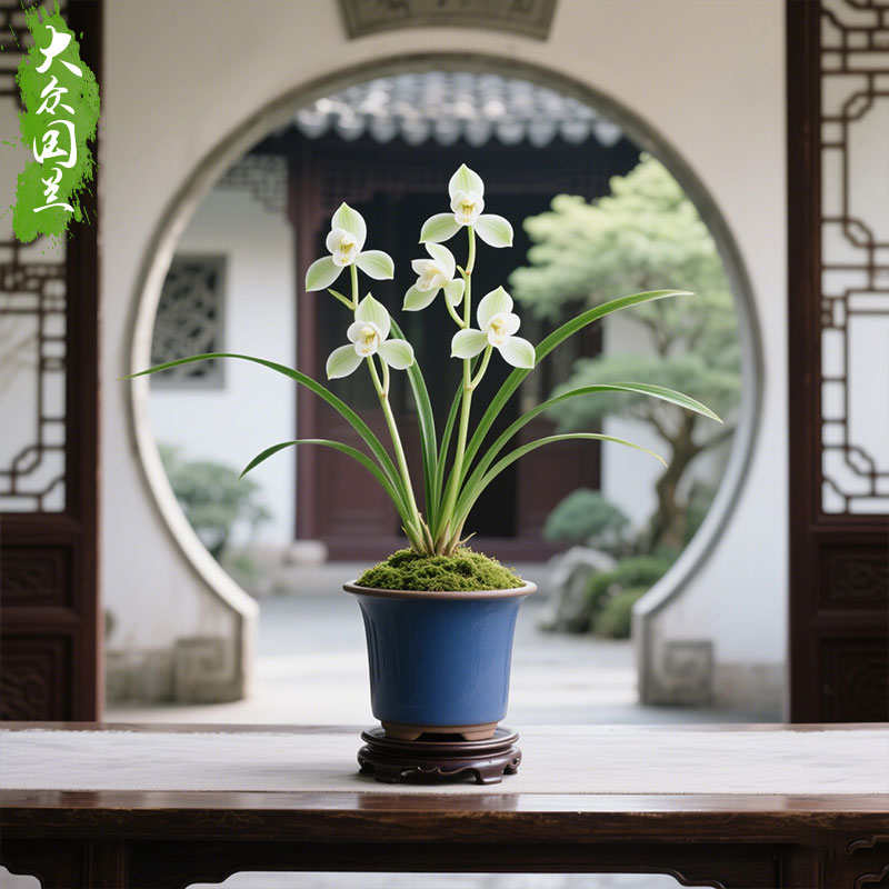 【玉盏素】兰花苗四季兰名贵盆栽花卉植物室内兰草国兰浓香好养 - 图0
