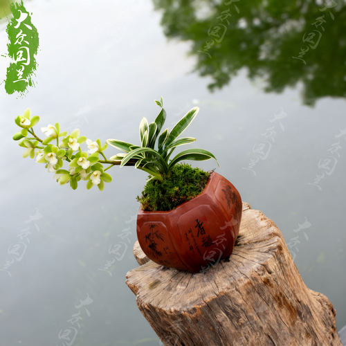 凤凰冠兰花盆栽植物矮种名贵花卉金边凤凰冠兰草室内盆景兰花苗带 - 图2