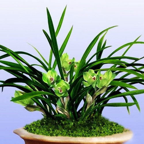 绿云兰花盆栽植物名贵春兰皇后国兰草高档兰花苗带花苞花卉矮种 - 图2
