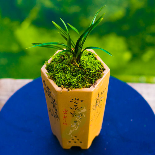 绿云兰花盆栽植物名贵春兰皇后国兰草高档兰花苗带花苞花卉矮种 - 图0