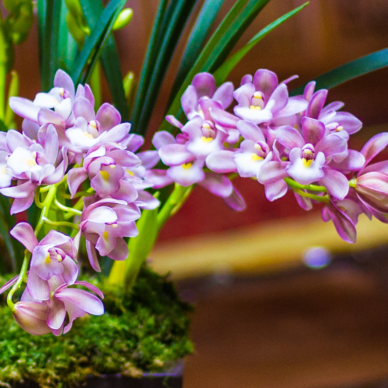 兰花盆栽植物名贵浓香兰花苗带花苞樱花花卉大众国兰场兰草建兰草 - 图2