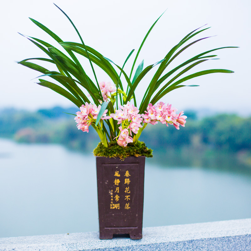 兰花盆栽植物名贵浓香兰花苗带花苞樱花花卉大众国兰场兰草建兰草 - 图0