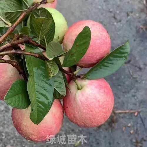 四季番石榴树苗胭脂红番石榴红心芭乐鸡屎果树苗庭院地栽当年结果 - 图1