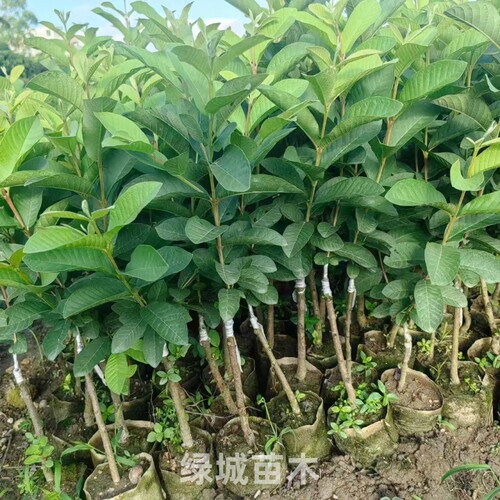 四季番石榴树苗胭脂红番石榴红心芭乐鸡屎果树苗庭院地栽当年结果 - 图2