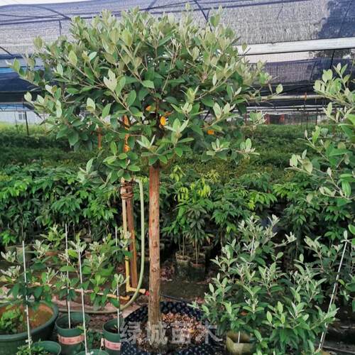 广西桃金娘山捻树苗野生老桩大号稔子苗盆栽庭院四季种植当年结果 - 图0