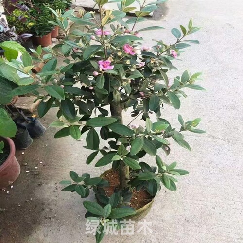 广西桃金娘山捻树苗野生老桩大号稔子苗盆栽庭院四季种植当年结果 - 图2