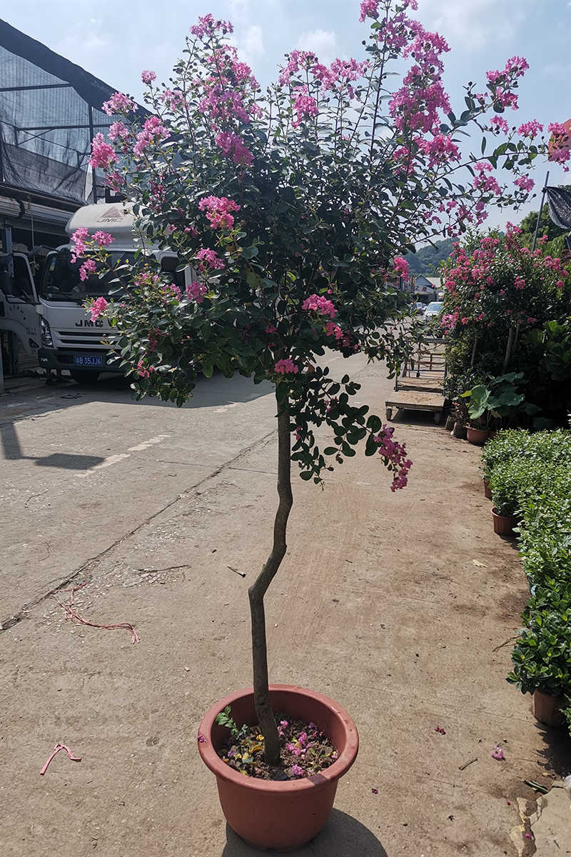 百日紅 新人首單立減十元 22年10月 淘寶海外