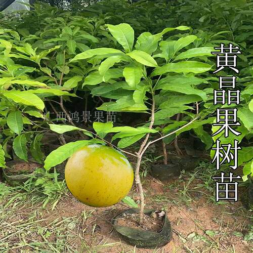黄晶果树苗正品四季奶香黄晶6号黄宝石冬蜜嫁接苗南方种 当年结果 - 图0