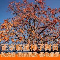 Lintong Grafting Fire Crystal Persimmon Seeds Sweet South North Planting Resistant Cold Land Planted Fruit Tree Seedlings That Year Bag Live Results