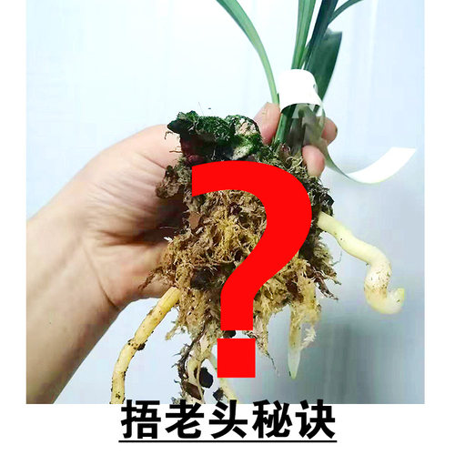 直播专拍兰花苗不带花苞建兰四季兰墨兰寒兰老种名贵浓香清仓包邮 - 图1