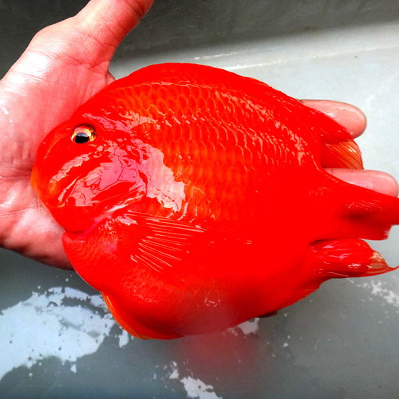 特价促销热带观赏鱼血鹦鹉鱼发财鱼元宝鹦鹉鱼苗活体风水鱼黄鹦鹉