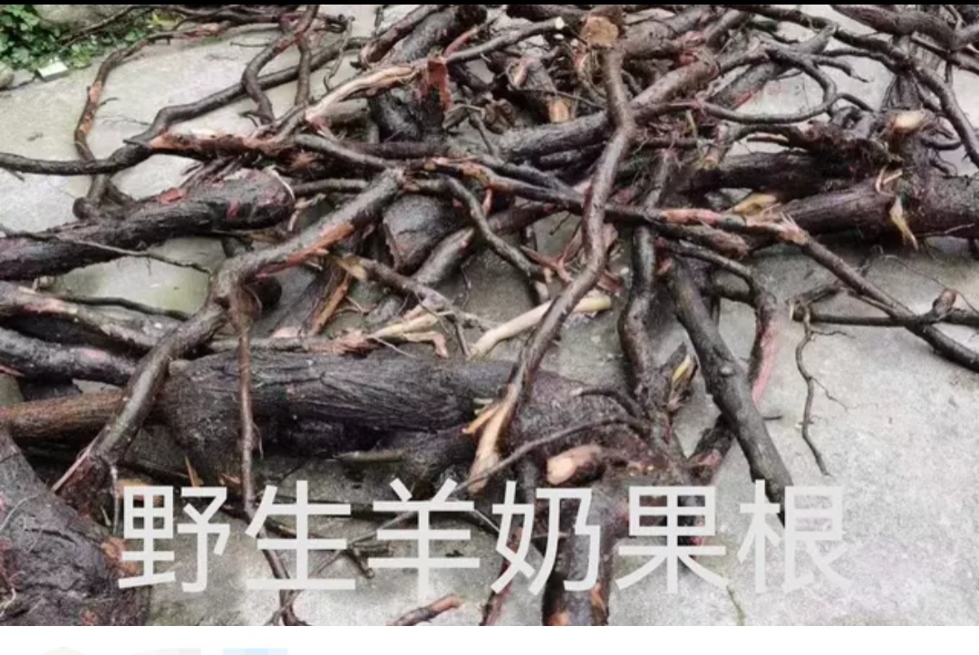 野生羊奶果根胡颓子根贵州深山老龄羊山咪树根250g500g干根无硫 - 图1