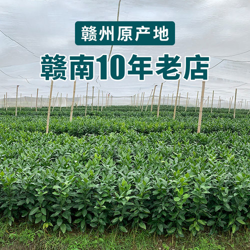 13年老店江西赣南脐橙苗嫁接纽荷尔卡拉血橙水果苗橙子赣州脐橙树 - 图2