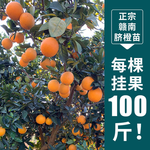 13年老店江西赣南脐橙苗嫁接纽荷尔卡拉血橙水果苗橙子赣州脐橙树 - 图1