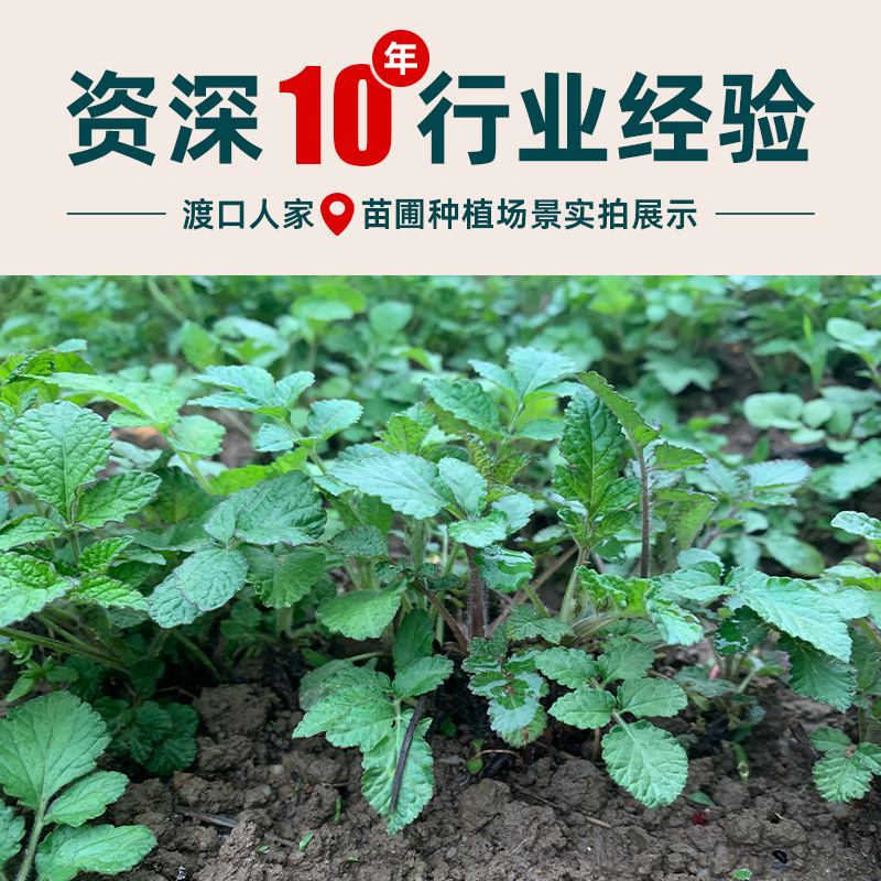 高产丹参苗新鲜紫花红丹参幼苗赤参泡茶中药材四季种植花卉盆栽苗 - 图0