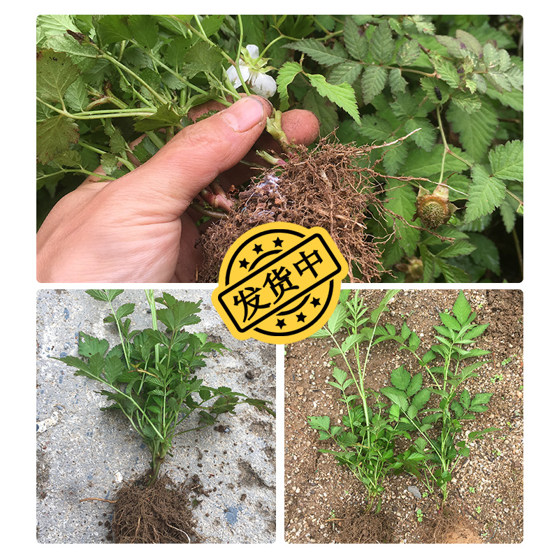 当年结果空心泡草本覆盆子树苗野草莓地莓苗南方盆地栽果苗蓬蔂苗 - 图1