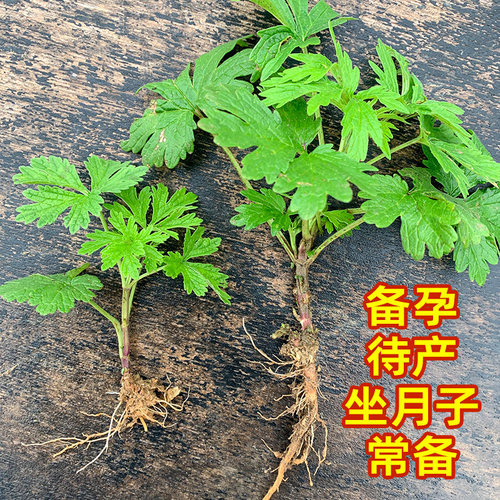 带根带叶益母草苗10棵夏至草茺蔚苗坐月子草药红花益母艾新鲜益母 - 图1