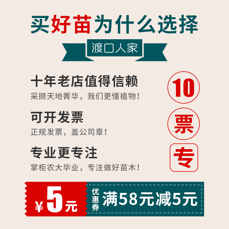 夏天校园种植教学树苗黄栀子金银花枸杞小树苗侧柏连翘树莓果苗 - 图2