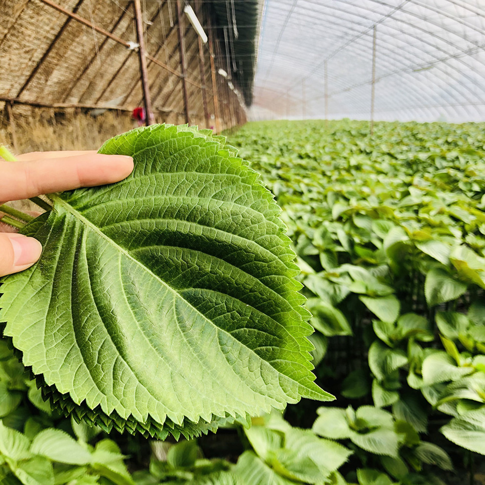 苏子叶新鲜紫苏叶韩国烤肉食用1斤商用朝鲜延边特产东北酱菜泡菜 - 图2