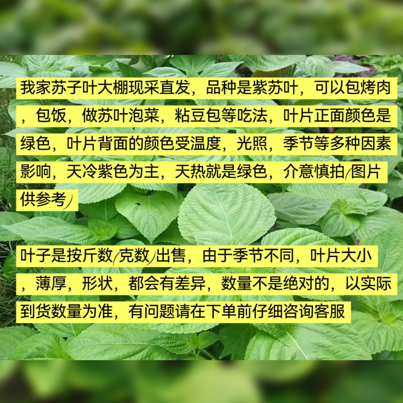 东北苏子叶新鲜紫苏叶韩式烤肉延边苏耗子粘豆包酱咸菜餐饮发顺丰 - 图0