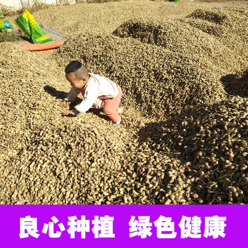 2025年新红皮花生米生新货生花生带壳晒干新鲜红衣炒货花生新鲜 - 图2