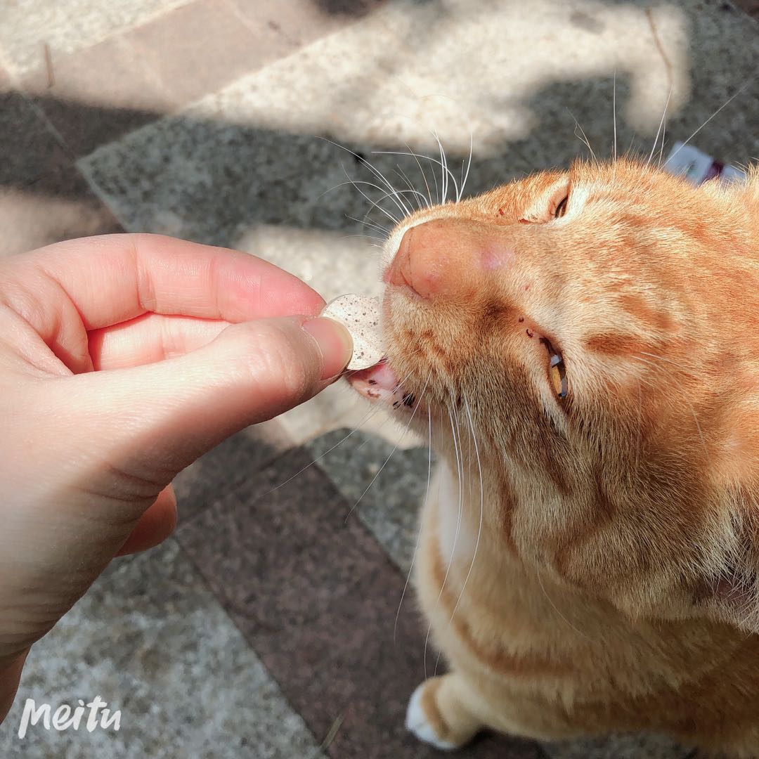 美国绿十字猫草片肠胃化毛膏猫吐毛球泌尿道60颗（绿十字猫草化毛片60颗）-第3张图片-提都小院