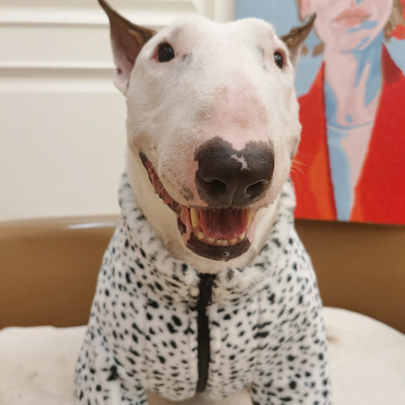 三色豹纹大狗衣服冬季外套保暖单层绒宠物服牛头梗拉布拉多法斗,淘宝优惠券,粉丝福利购,淘宝优惠卷