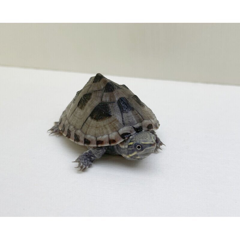 麝香龟深水龟观赏活体剃刀苗西锦龟小乌龟宠物龟苗墨西哥蛋龟大,淘宝优惠券,粉丝福利购,淘宝优惠卷