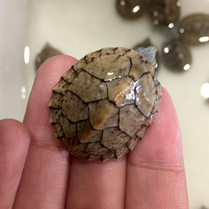 疯狂的龟 剃刀龟 蛋龟 小型冷水龟乌龟活物屋顶龟 深水龟宠物活体,淘宝优惠券,粉丝福利购,淘宝优惠卷