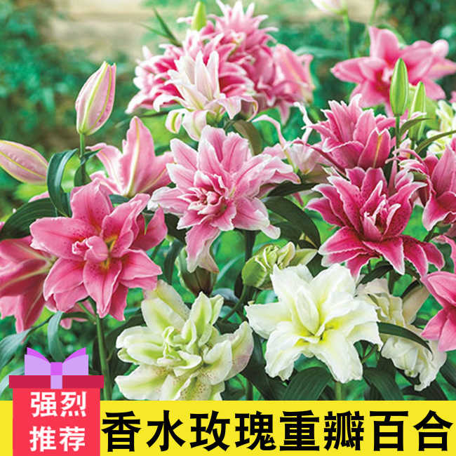 香水百合种子 新人首单立减十元 22年2月 淘宝海外