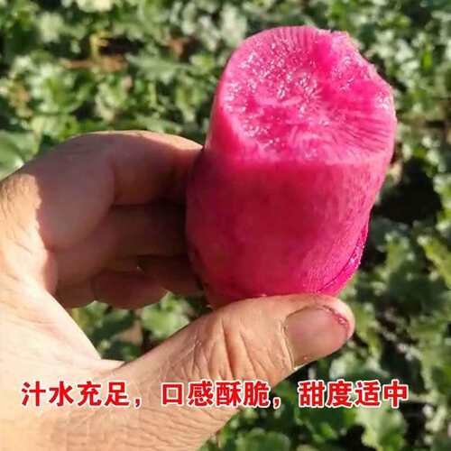 凤梨萝卜种子紫美人红心红皮水果萝卜籽秋冬四季蔬菜种孑阳台盆栽 - 图1