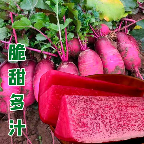 凤梨萝卜种子紫美人红心红皮水果萝卜籽秋冬四季蔬菜种孑阳台盆栽 - 图0