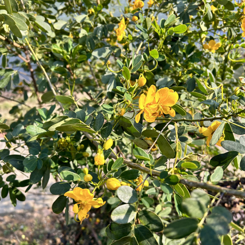 蛇灭门种子驱蛇奇花山区草望江南种庭院阳台盆栽花卉四季易种用 - 图3