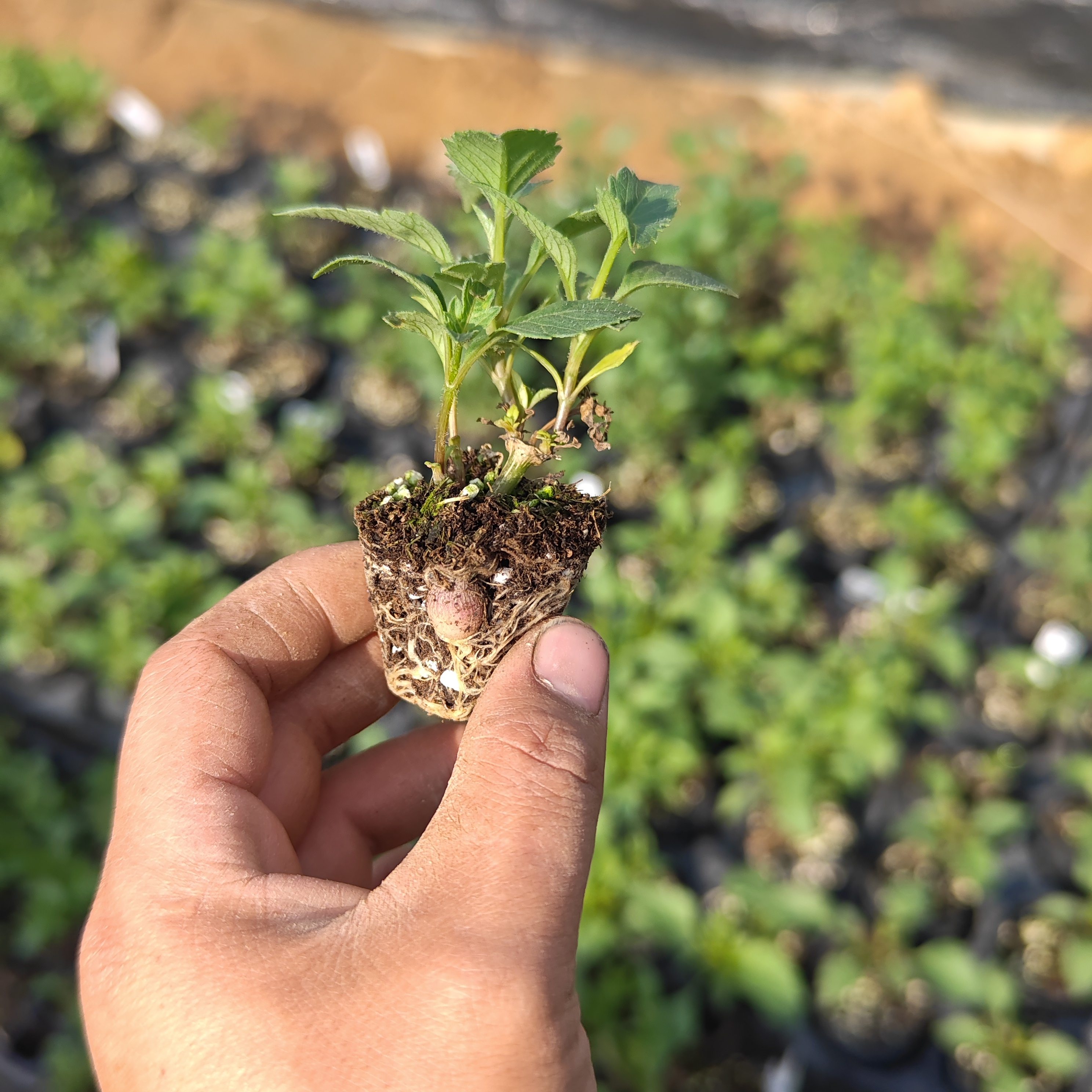 大丽花穴盘扦插苗合集庭院观花植物盆栽开花植晴空花园-图2