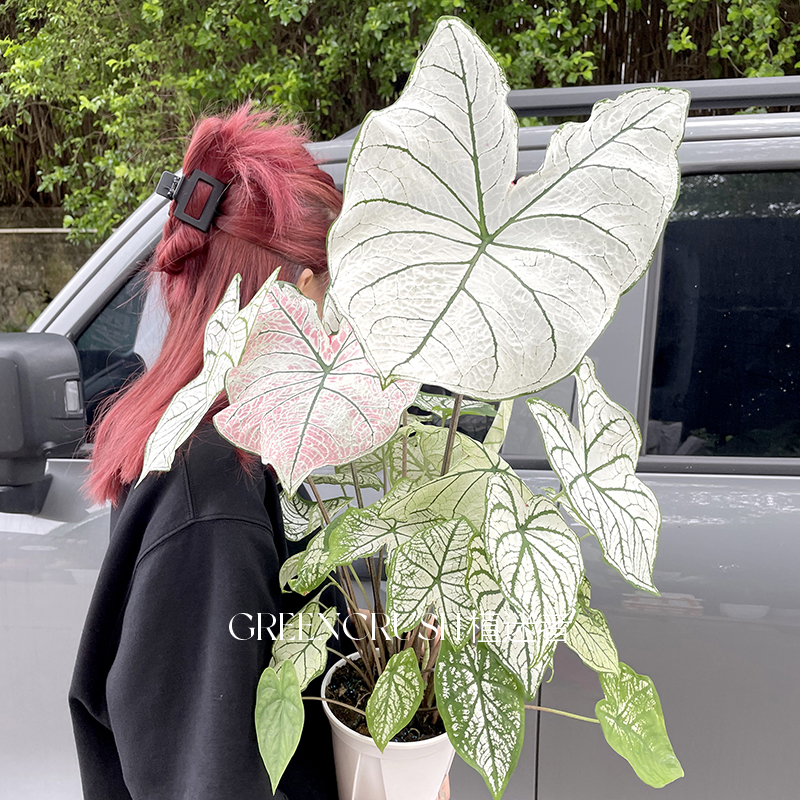 彩叶芋袋装种球粉色飞溅香奈儿雪后红酒飞溅观叶网红植物盆栽绿植