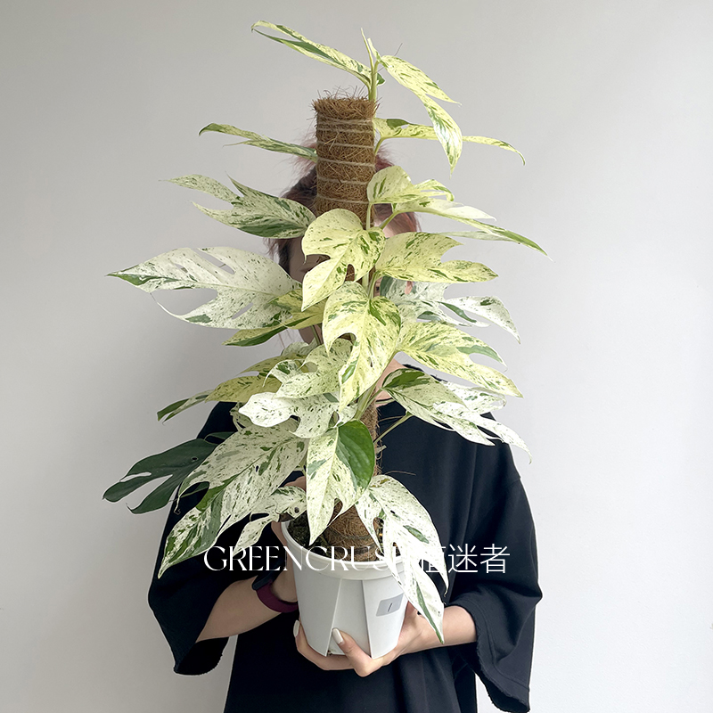 薄荷麒麟尾Epipremnum pinnatum variegated进口天南星科热植-图0