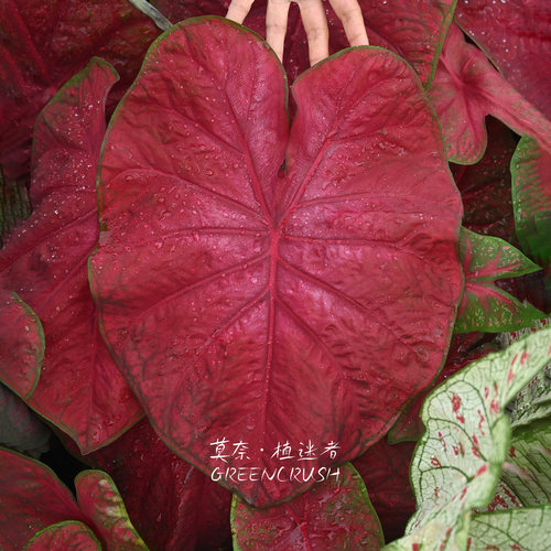 彩叶芋进口种球合B薄荷茱莉希索珍珠腮红白兰地夏日微风提基火炬 - 图2