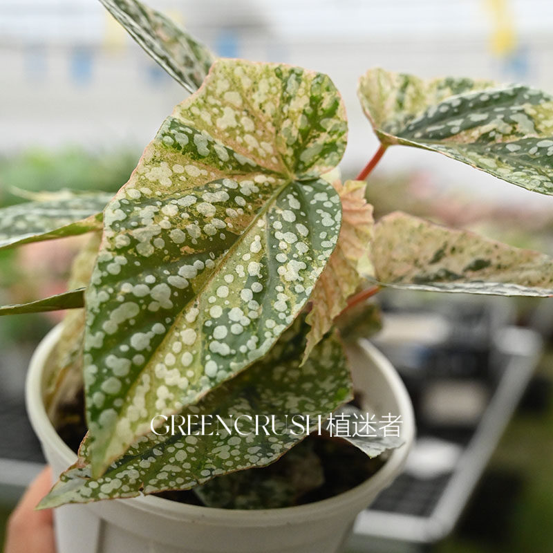 富士山锦秋海棠带锦锦化白冰网红观叶盆栽室内观叶四季好养植物,淘宝优惠券,粉丝福利购,淘宝优惠卷