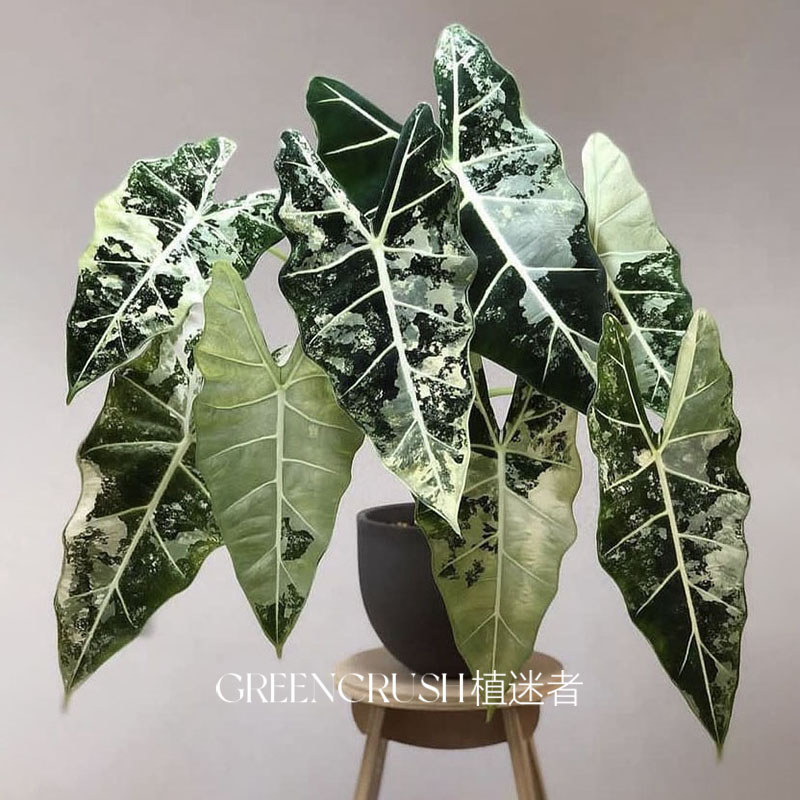 绿色天鹅绒绿天鹅锦海芋绒毛质感花叶带锦植物绿鹅锦绿植植迷者,淘宝优惠券,粉丝福利购,淘宝优惠卷