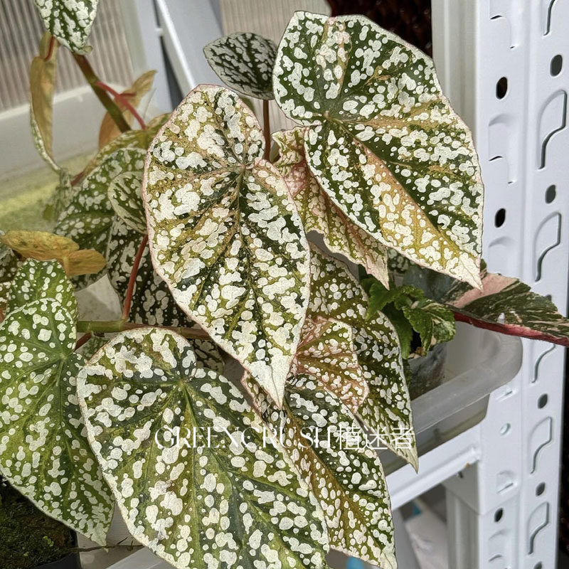 富士山锦秋海棠带锦锦化白冰网红观叶盆栽室内观叶四季好养植物,淘宝优惠券,粉丝福利购,淘宝优惠卷