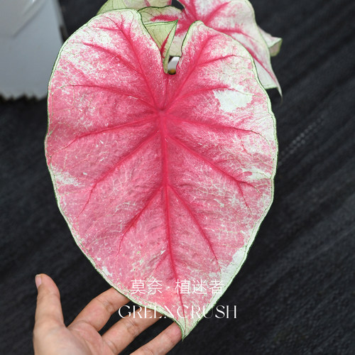 国产彩叶芋盆栽合集粉飞泰国美人白色恋人米兰甜心如烟海王植迷者 - 图2