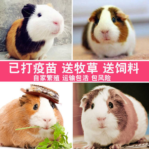 可爱自家繁殖宠物荷兰猪活体荷兰鼠豚鼠活物宝宝天竺鼠健康包活 - 图1