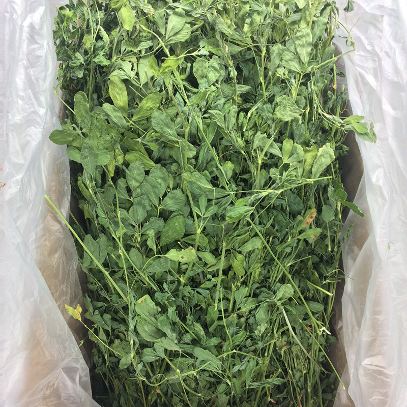 新紫花苜蓿草大麦提摩西荷兰猪豚鼠龙猫牧草宠物兔粮食饲料兔干草