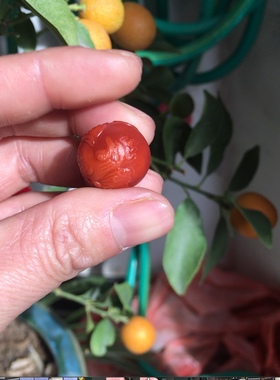 天然南红玛瑙单珠顶珠圆珠生肖鸡17mm柿子红玫瑰锁骨链配手串手链