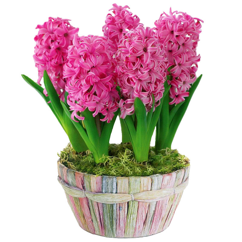 荷兰进口风信子种球3颗 冬季盆栽土培水培四季耐寒大球花卉绿植花,淘宝优惠券,粉丝福利购,淘宝优惠卷