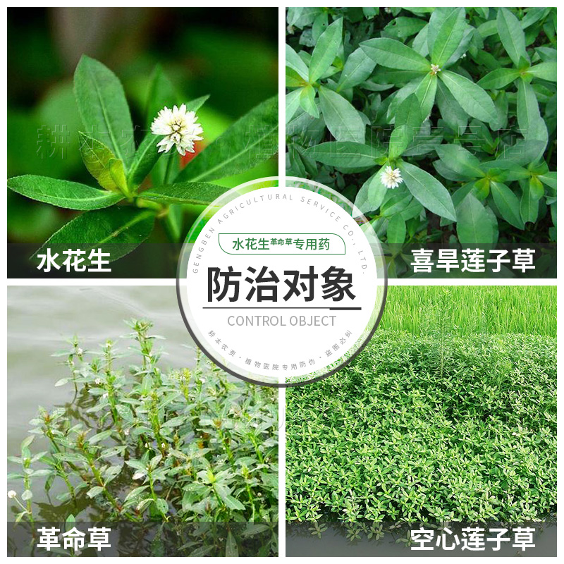 专杀水花生克星烂根连根除革命草空心喜旱莲子草专用除草剂配方药 - 图1