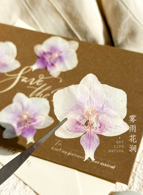 天然色进口蝴蝶兰押花标本