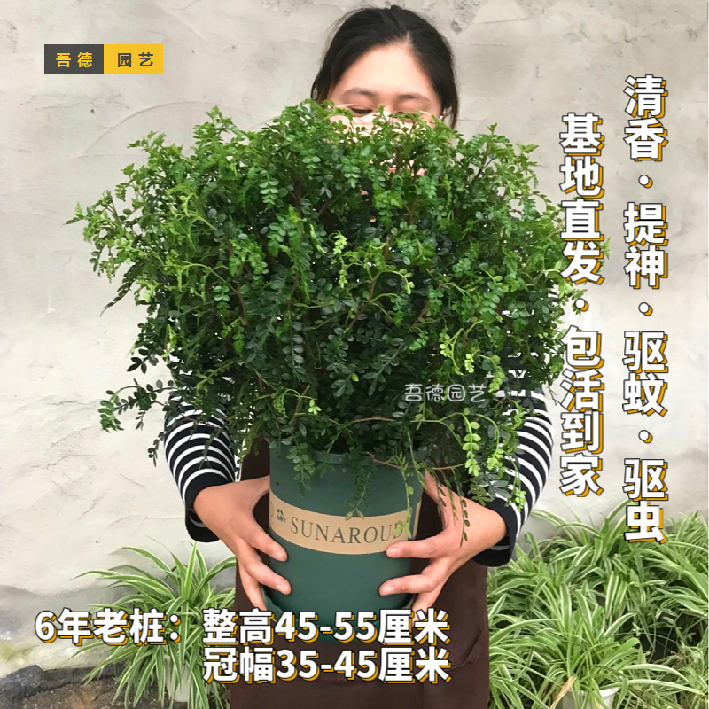 正宗清香胡椒木驱防蚊虫绿植盆栽老桩室内外好养提神醒脑净化空气