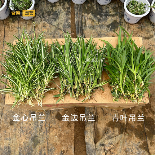 金边金心青叶吊兰小苗水培土培室内庭院景观桌摆省事好养净化空气 - 图0