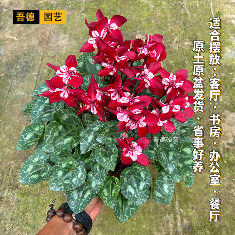 进口F1代蝶衣仙客来盆栽花卉客厅书房餐厅办公室室内桌摆省事好养,淘宝优惠券,粉丝福利购,淘宝优惠卷